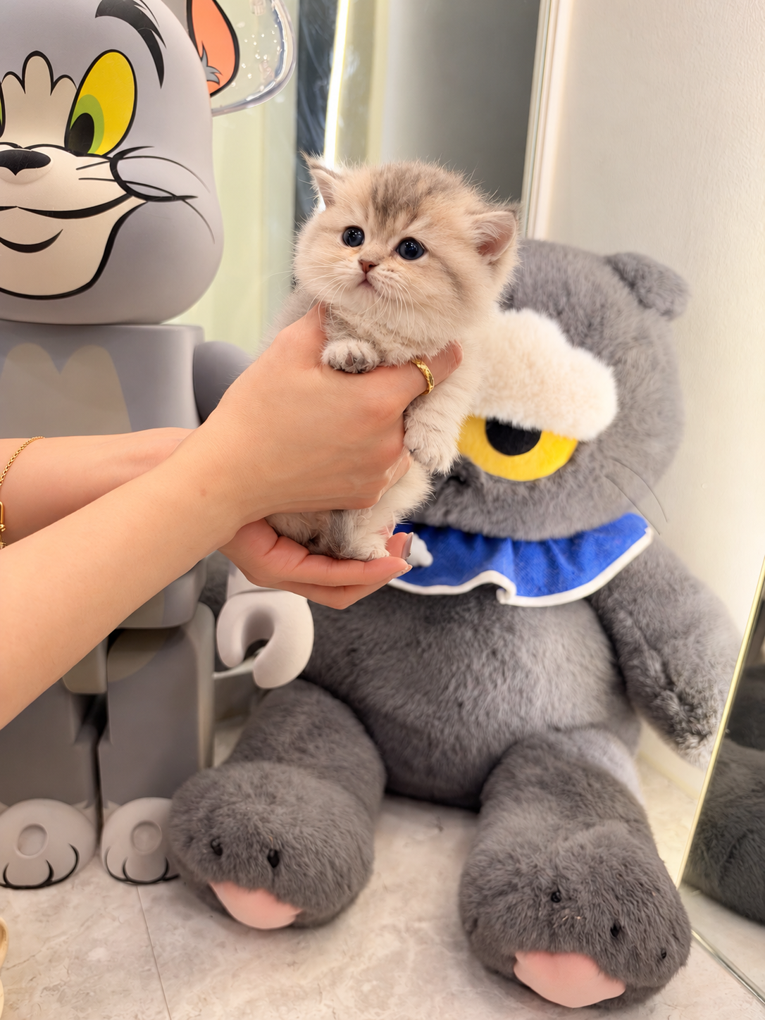 미유하우스 고양이 사진 2