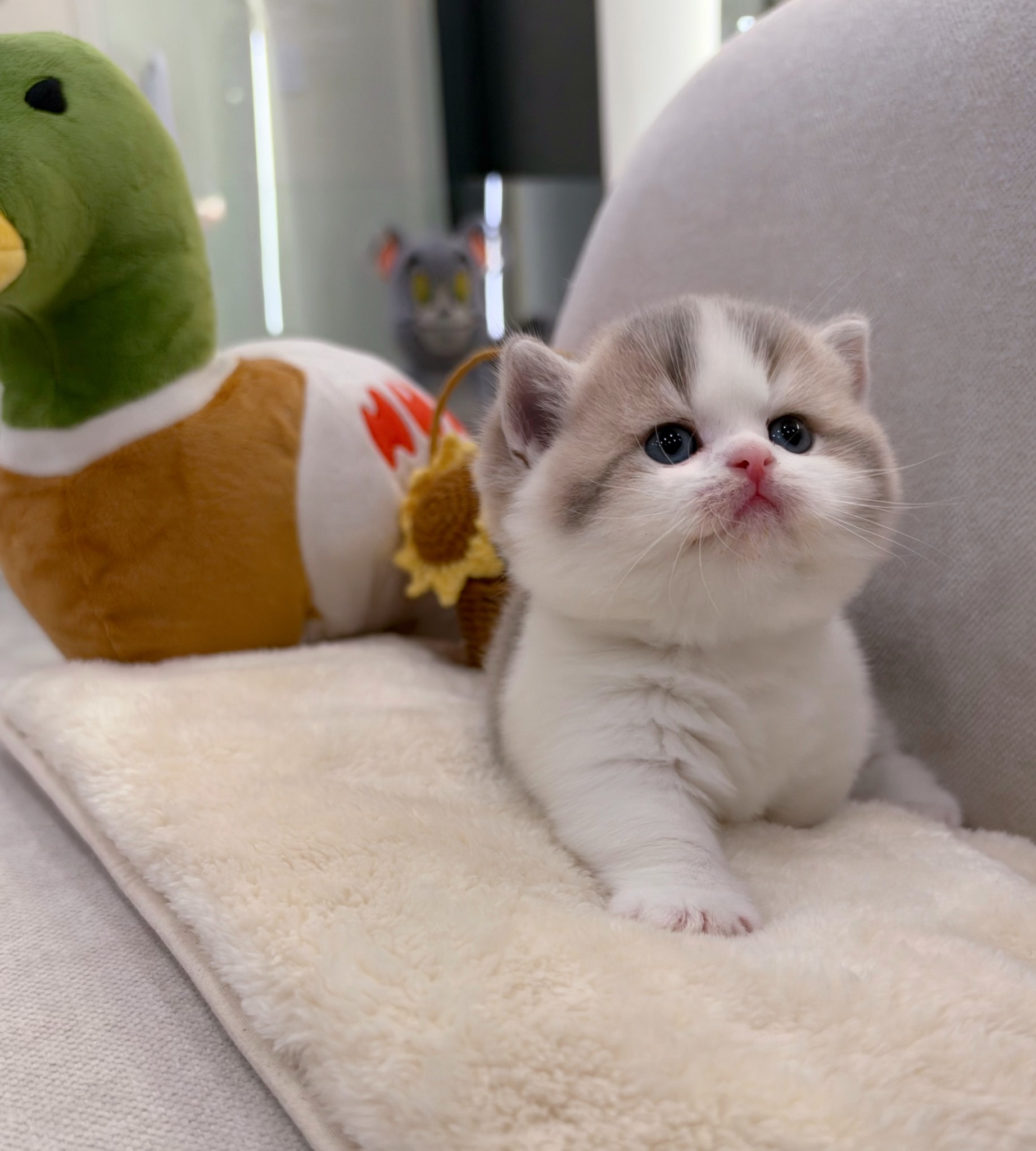 미유하우스 고양이 사진 5