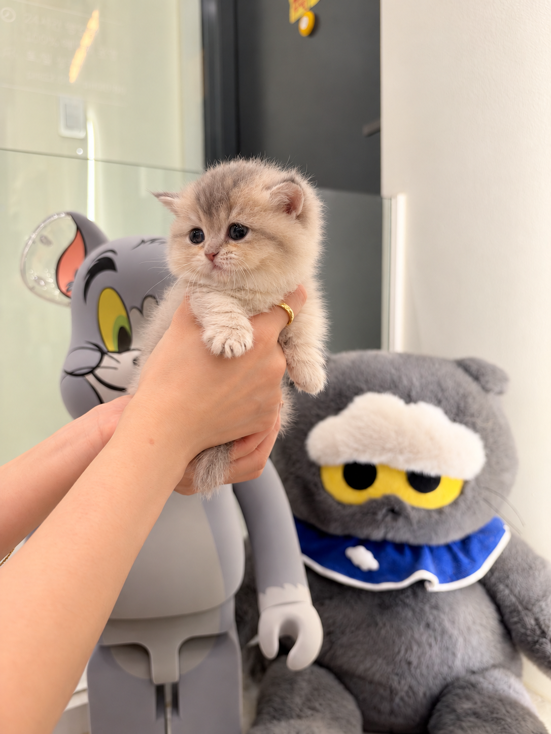 미유하우스 고양이 사진 3