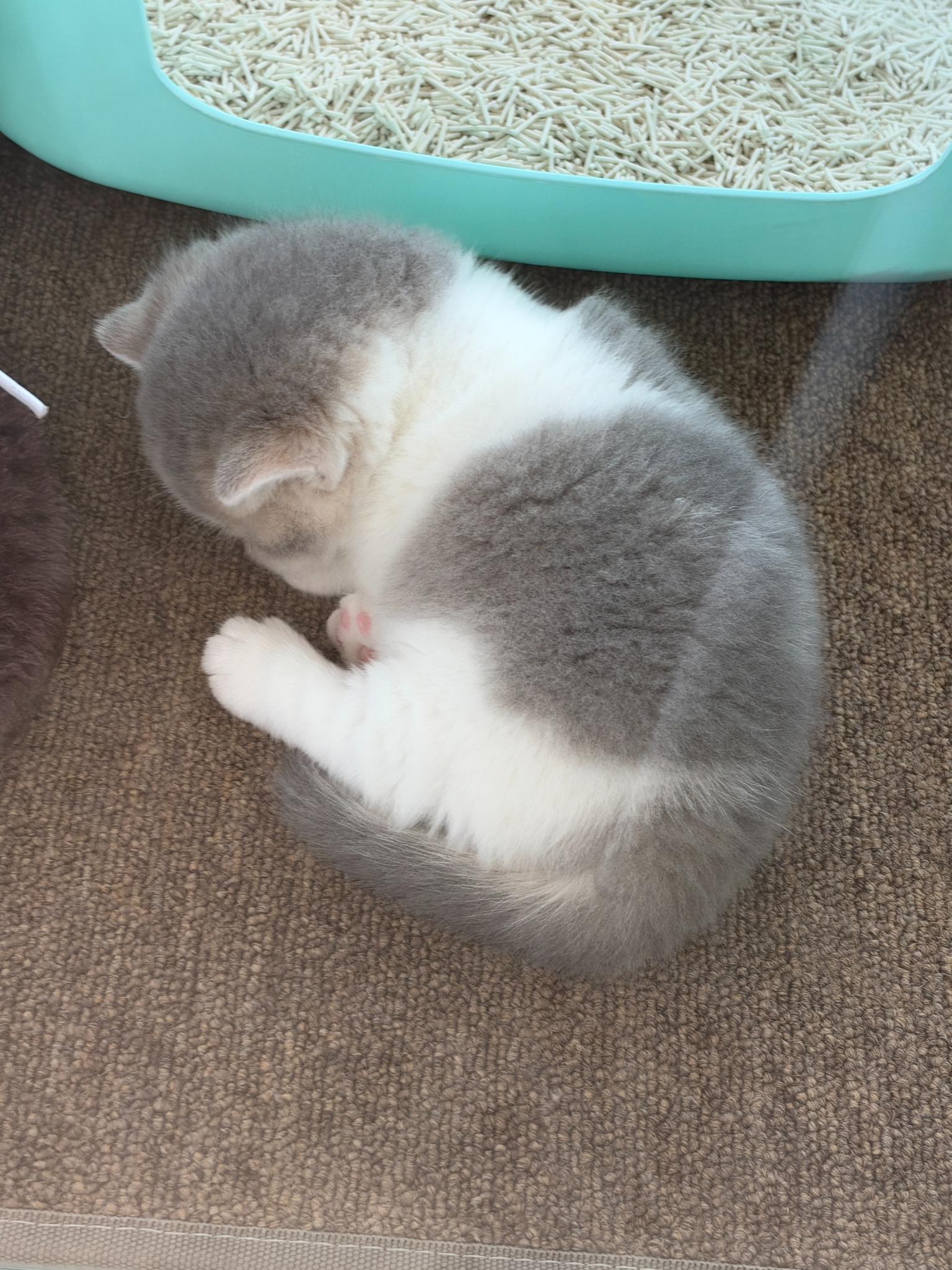 미유하우스 고양이 사진 6