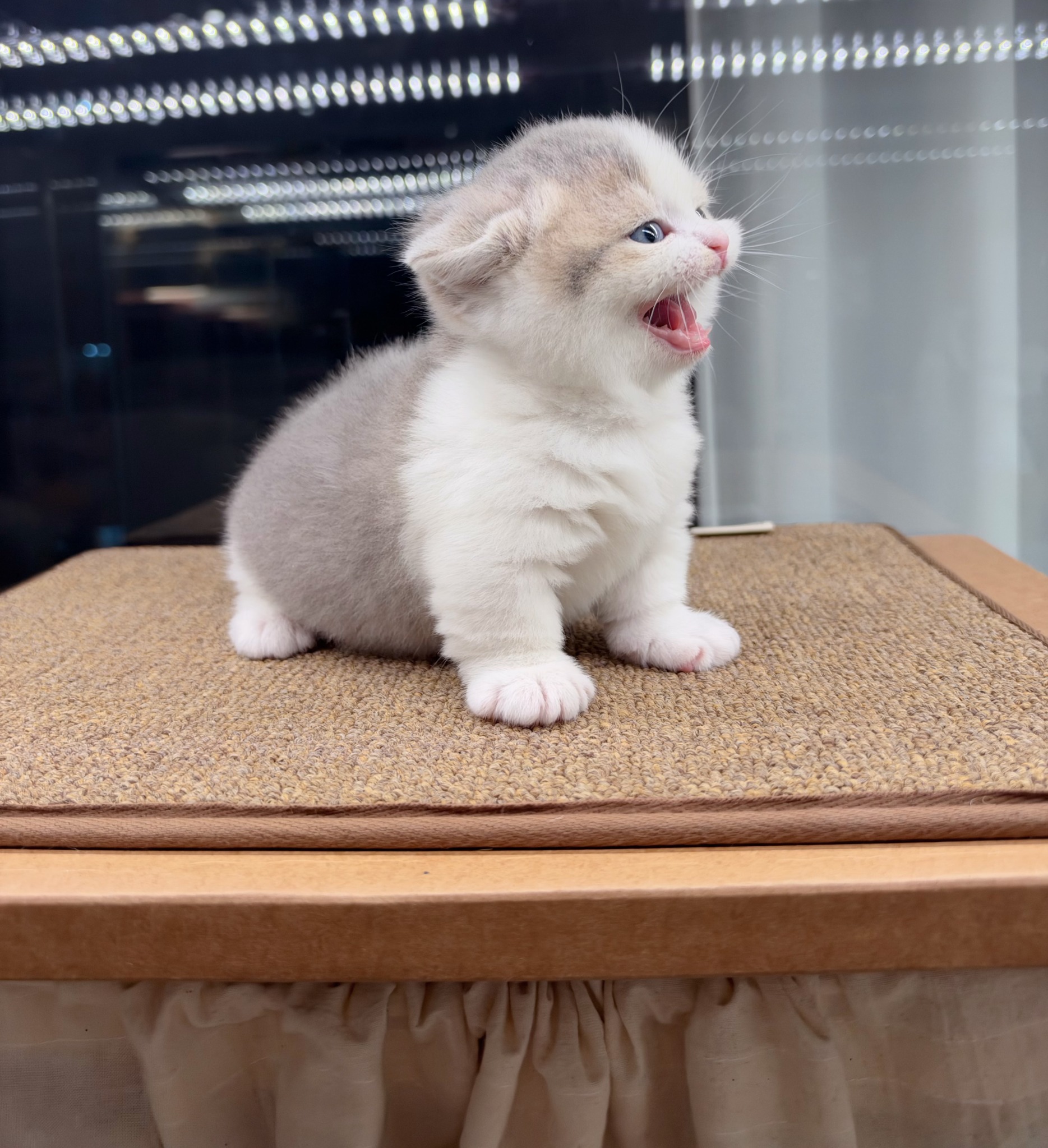 미유하우스 고양이 사진 4